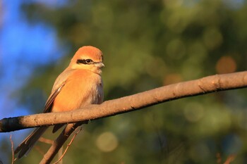 モズ 東高根森林公園 2022年2月21日(月)