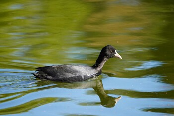 オオバン 昭和記念公園 2021年12月4日(土)