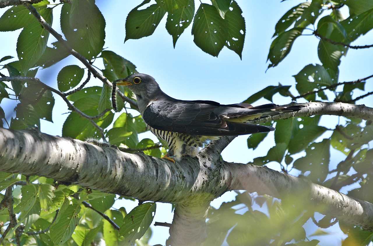 Photo of Oriental Cuckoo at 神奈川県 by くまのみ