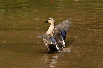 カルガモ 東高根森林公園 2022年2月19日(土)