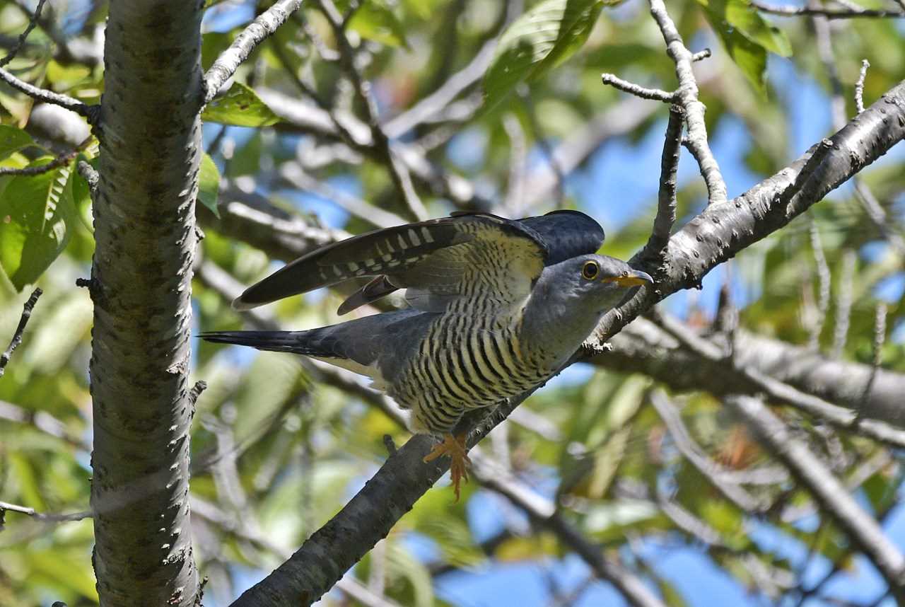 Photo of Oriental Cuckoo at 神奈川県 by くまのみ