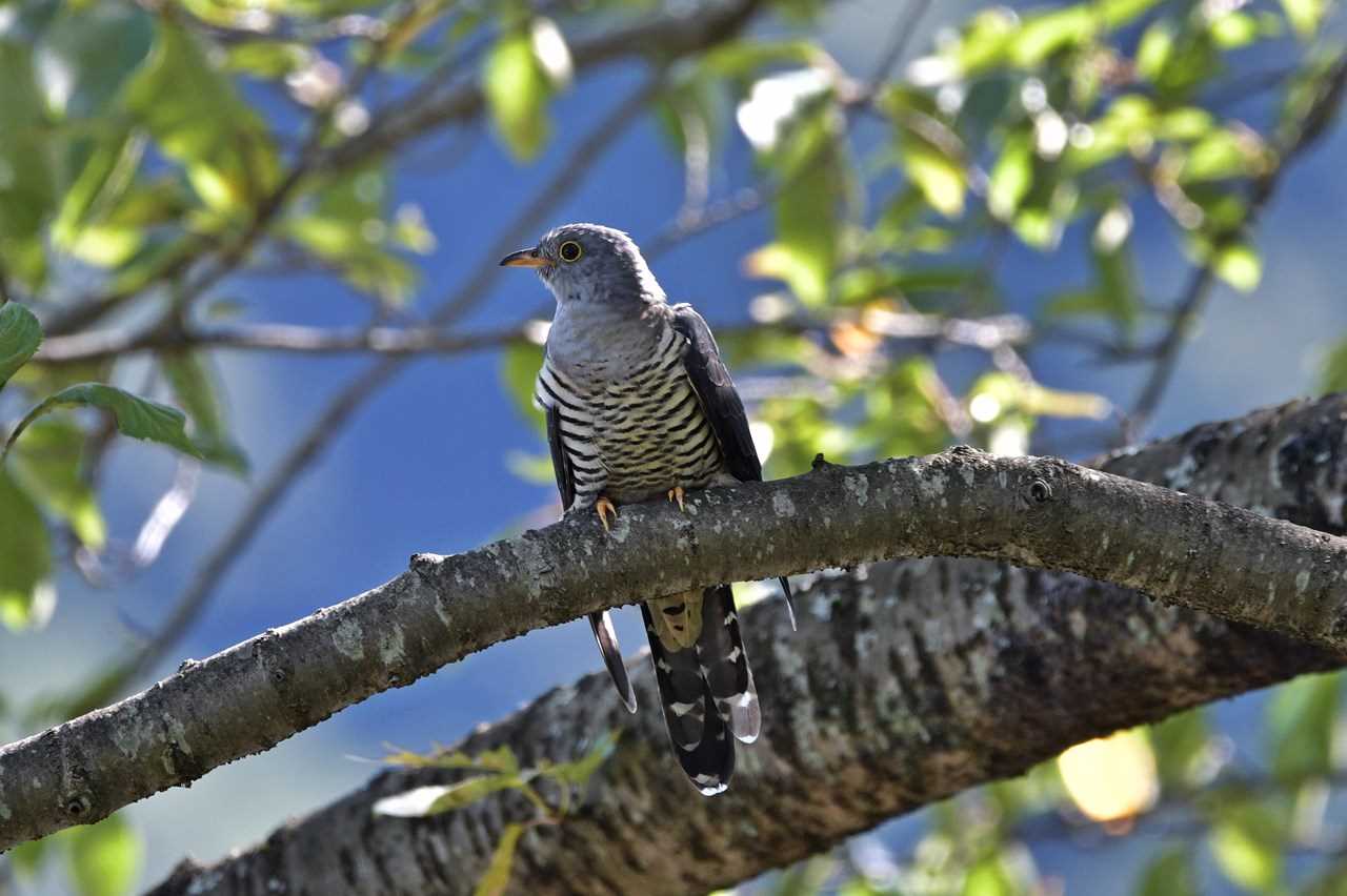 Photo of Oriental Cuckoo at 神奈川県 by くまのみ