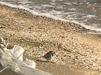 White Wagtail 浜名湖 Mon, 2/21/2022