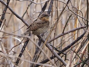 Eurasian Wryneck 彩湖 Sun, 2/20/2022