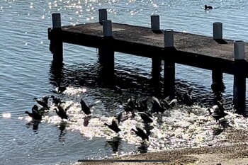 Eurasian Coot 浜名湖 Mon, 2/21/2022