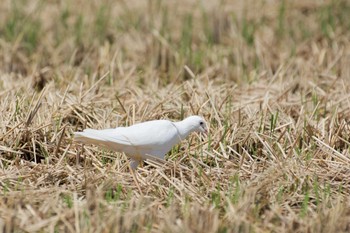 ジュズカケバト 三重県 2017年9月18日(月)