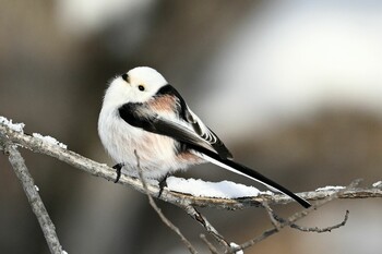 Long-tailed tit(japonicus) Makomanai Park Sun, 1/16/2022