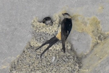 Red-rumped Swallow Unknown Spots Mon, 9/18/2017