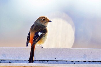 ジョウビタキ 荒川・砂町水辺公園(東京都江東区) 2022年2月21日(月)