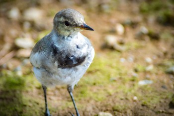 White Wagtail Unknown Spots Mon, 9/18/2017