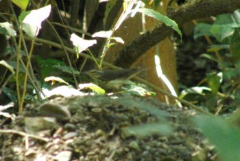 Northern Waterthrush San Gerardo De Dota (Costa Rica) Unknown Date