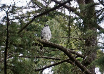 Eurasian Goshawk Hikarigaoka Park Sat, 2/19/2022