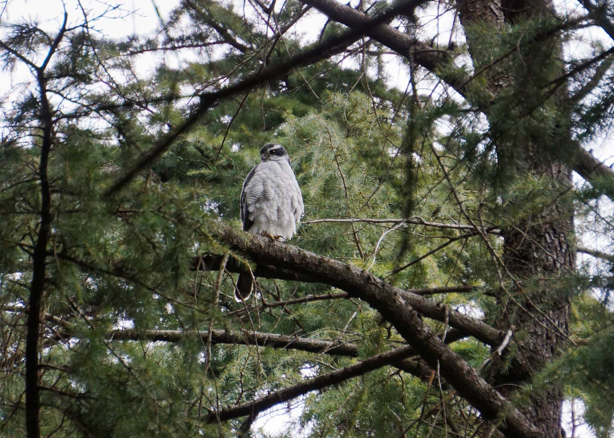 Photo of Eurasian Goshawk at Hikarigaoka Park by そくば