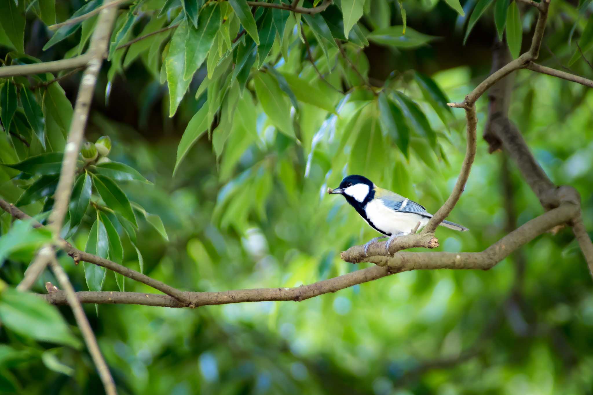 Photo of Japanese Tit at Nara Park by tatsuya