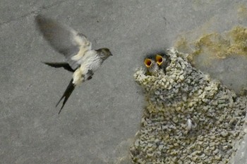 Red-rumped Swallow Unknown Spots Mon, 9/18/2017