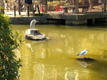 2022年2月21日(月) 横十間川親水公園(東京都江東区)の野鳥観察記録