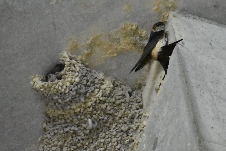 Photo of Red-rumped Swallow at  by ヨウコ