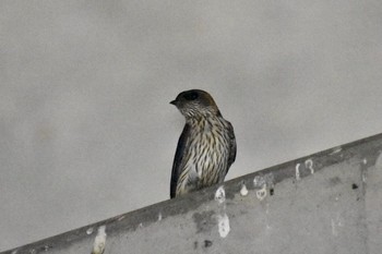 Red-rumped Swallow Unknown Spots Mon, 9/18/2017