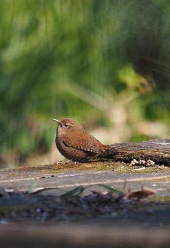 Eurasian Wren Unknown Spots Wed, 2/9/2022