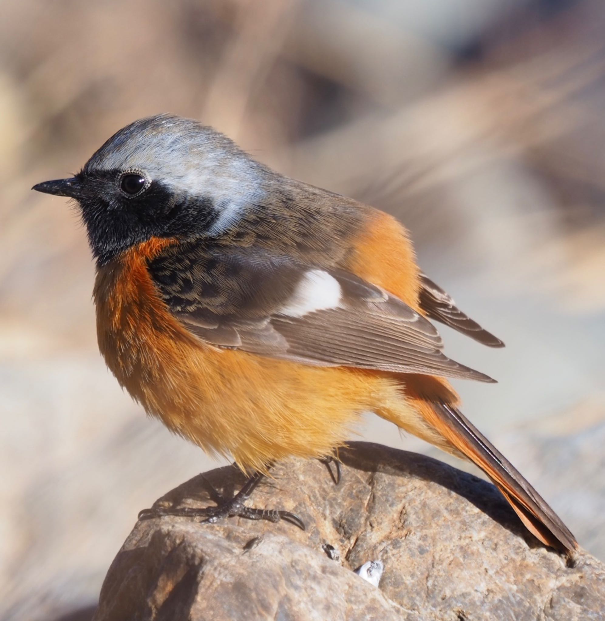 Photo of Daurian Redstart at  by もさこ