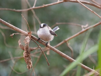 Long-tailed Tit Unknown Spots Thu, 2/17/2022