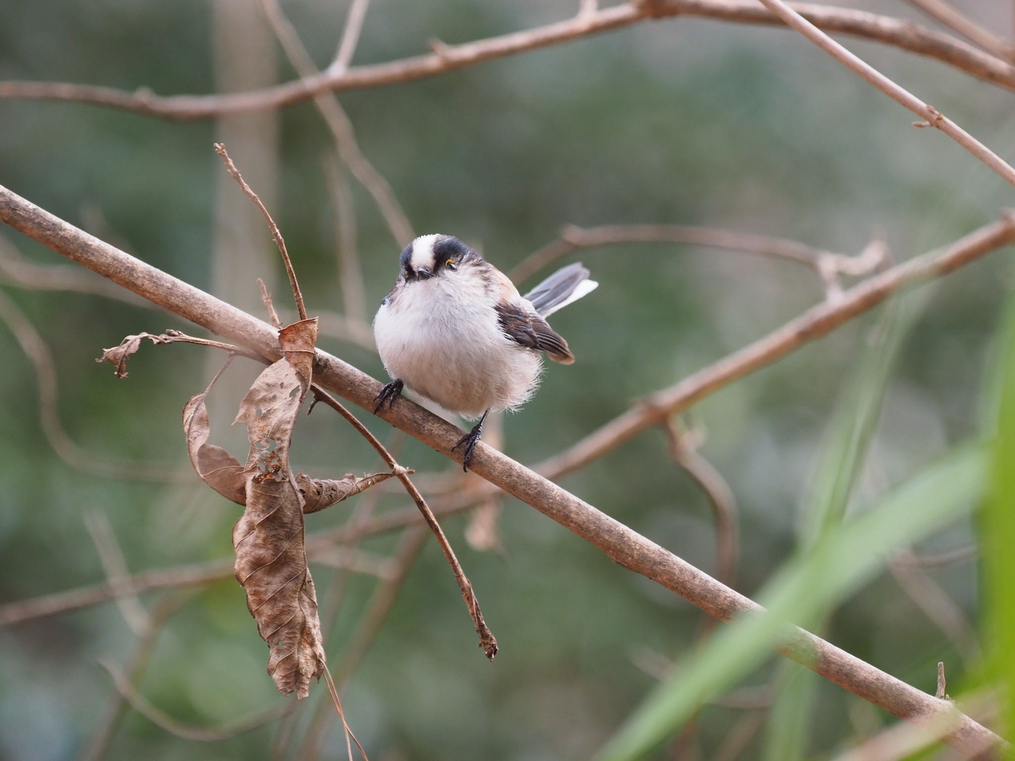 Photo of Long-tailed Tit at  by もさこ