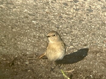 Daurian Redstart 浜名湖 Mon, 2/21/2022