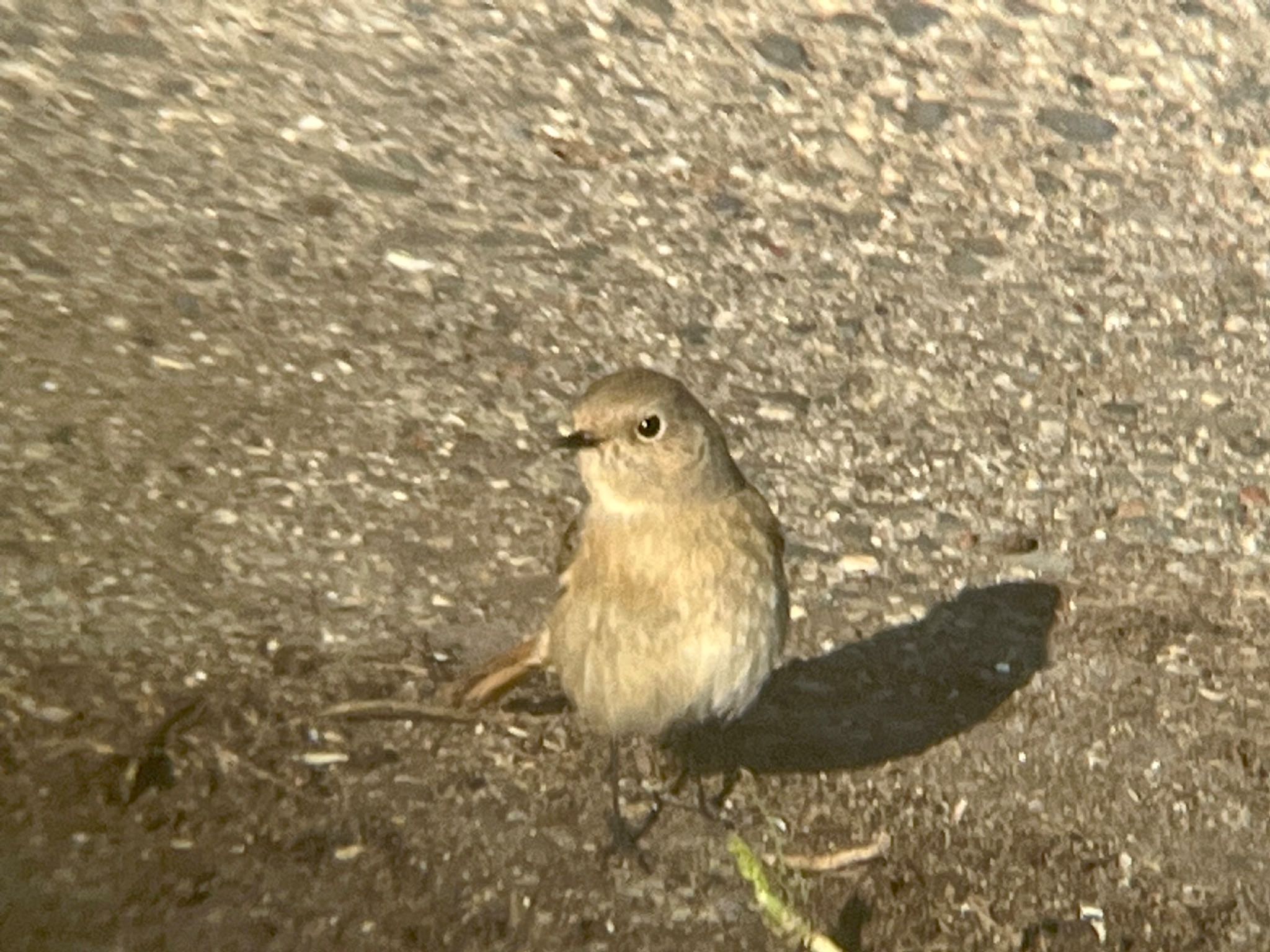 Daurian Redstart