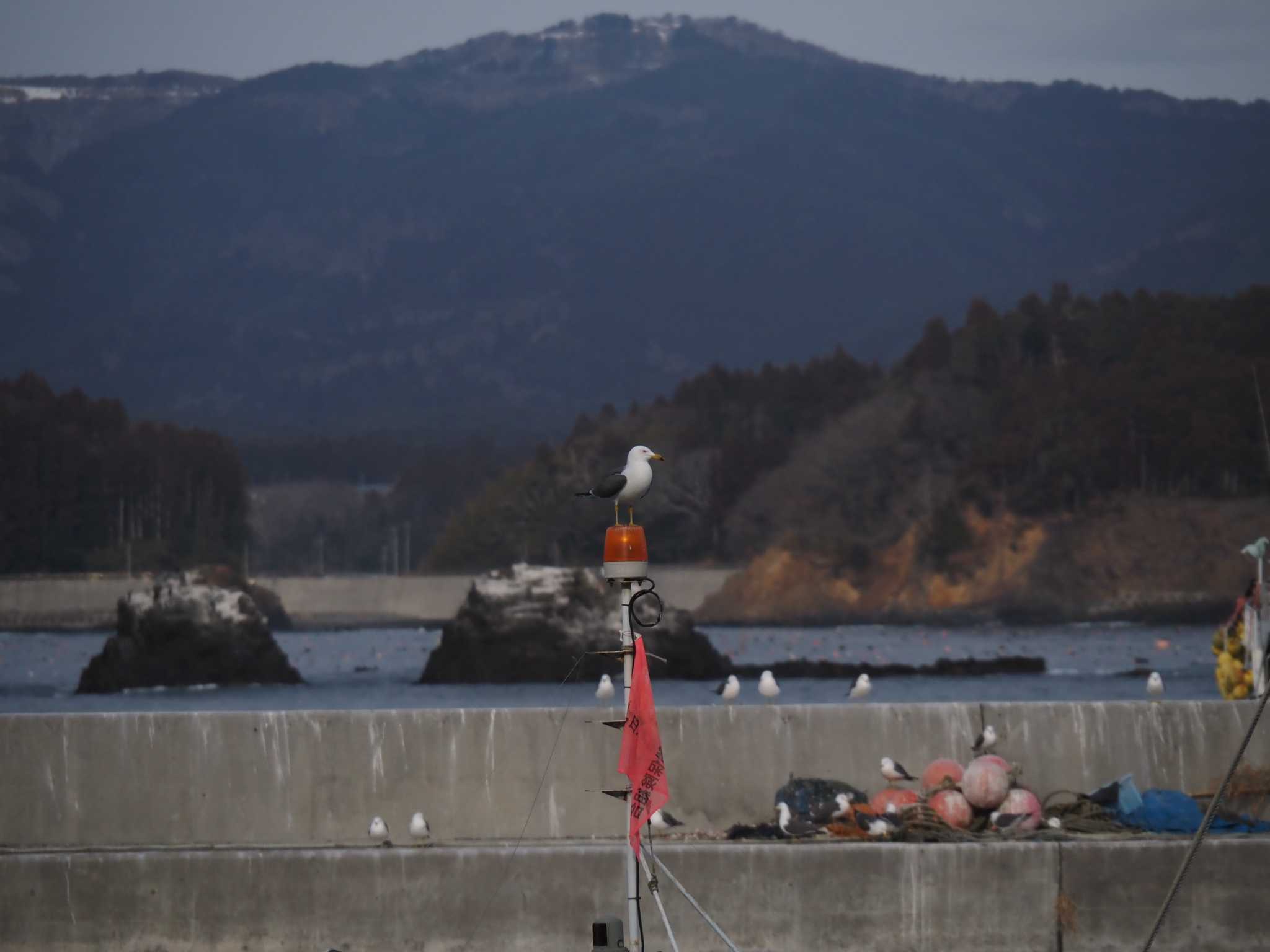 Black-tailed Gull