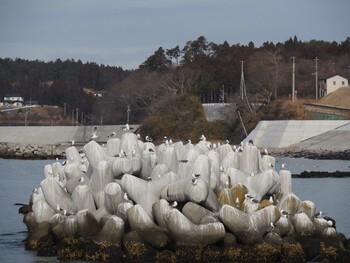 Sat, 2/19/2022 Birding report at 志津川湾