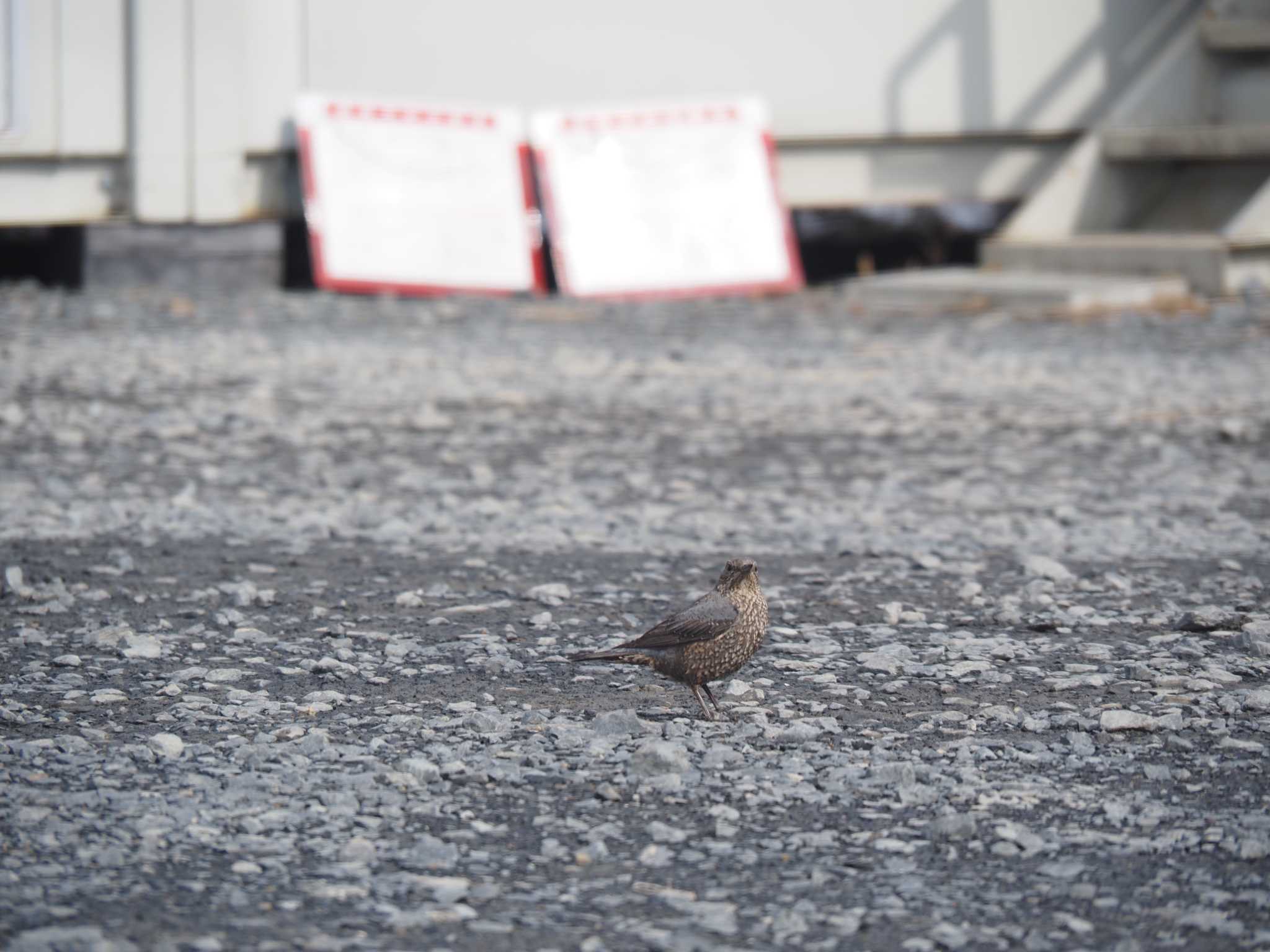 Blue Rock Thrush