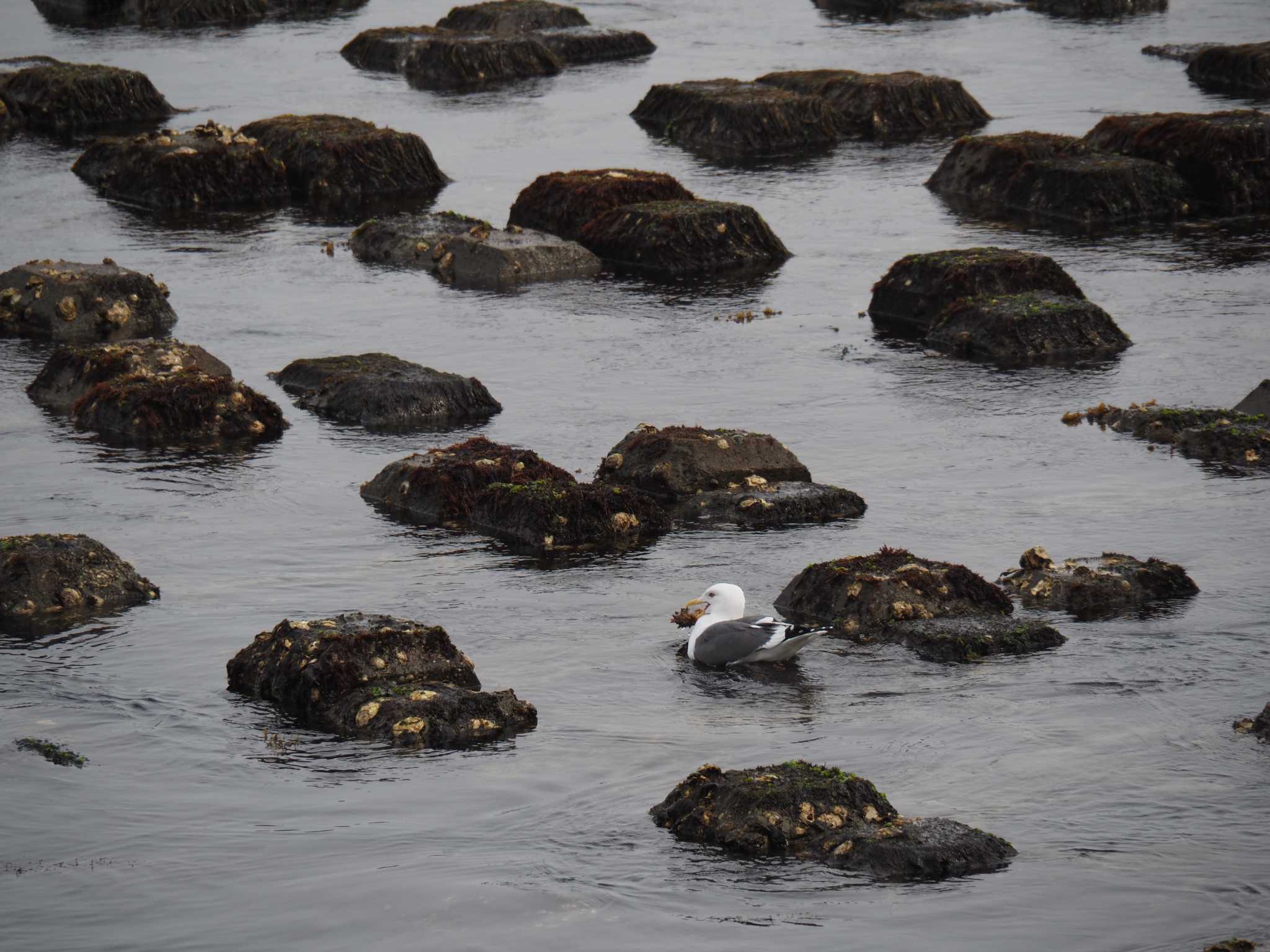 Black-tailed Gull