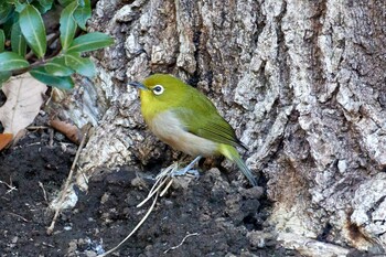 2022年2月21日(月) 野川の野鳥観察記録