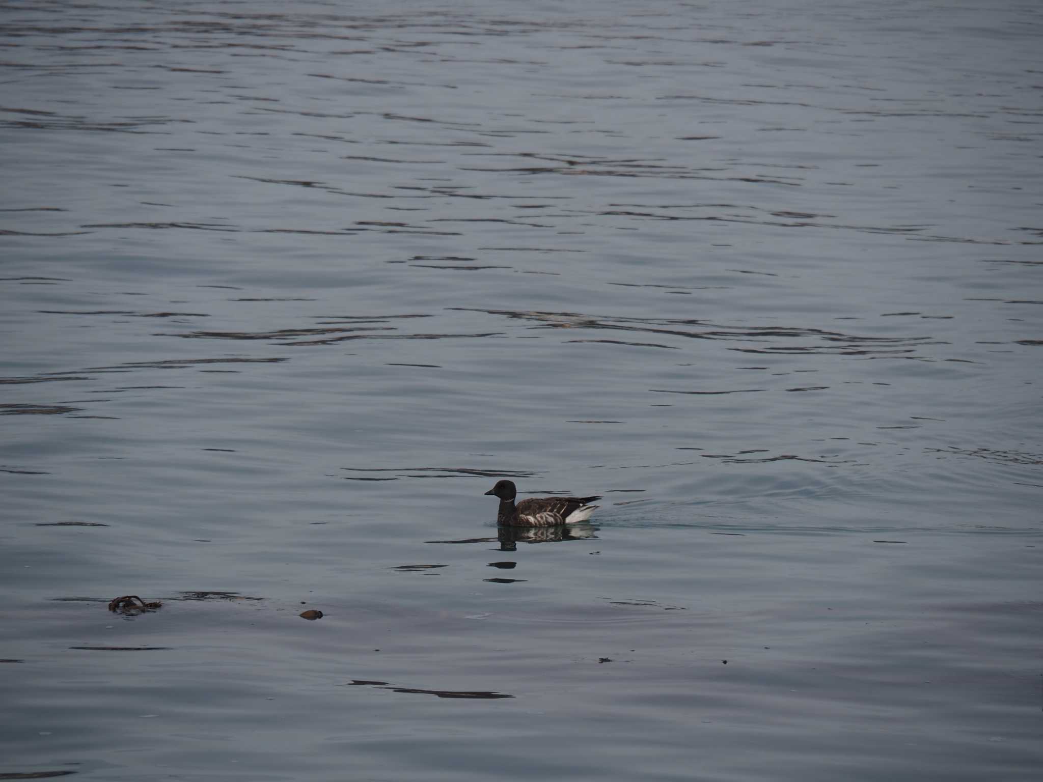 志津川湾 コクガンの写真 by 酉山探鳥浪漫奇譚【初期伝説集】