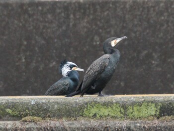 Great Cormorant 境川遊水池公園 Mon, 2/21/2022