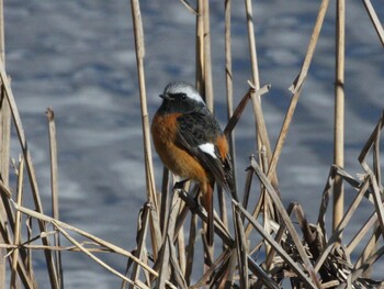 Daurian Redstart 境川遊水池公園 Mon, 2/21/2022