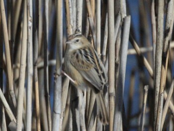 Zitting Cisticola 境川遊水池公園 Mon, 2/21/2022