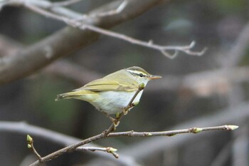 Arctic Warbler 前田森林公園(札幌市) Wed, 5/5/2021