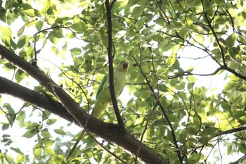 2017年9月18日(月) 等々力渓谷の野鳥観察記録