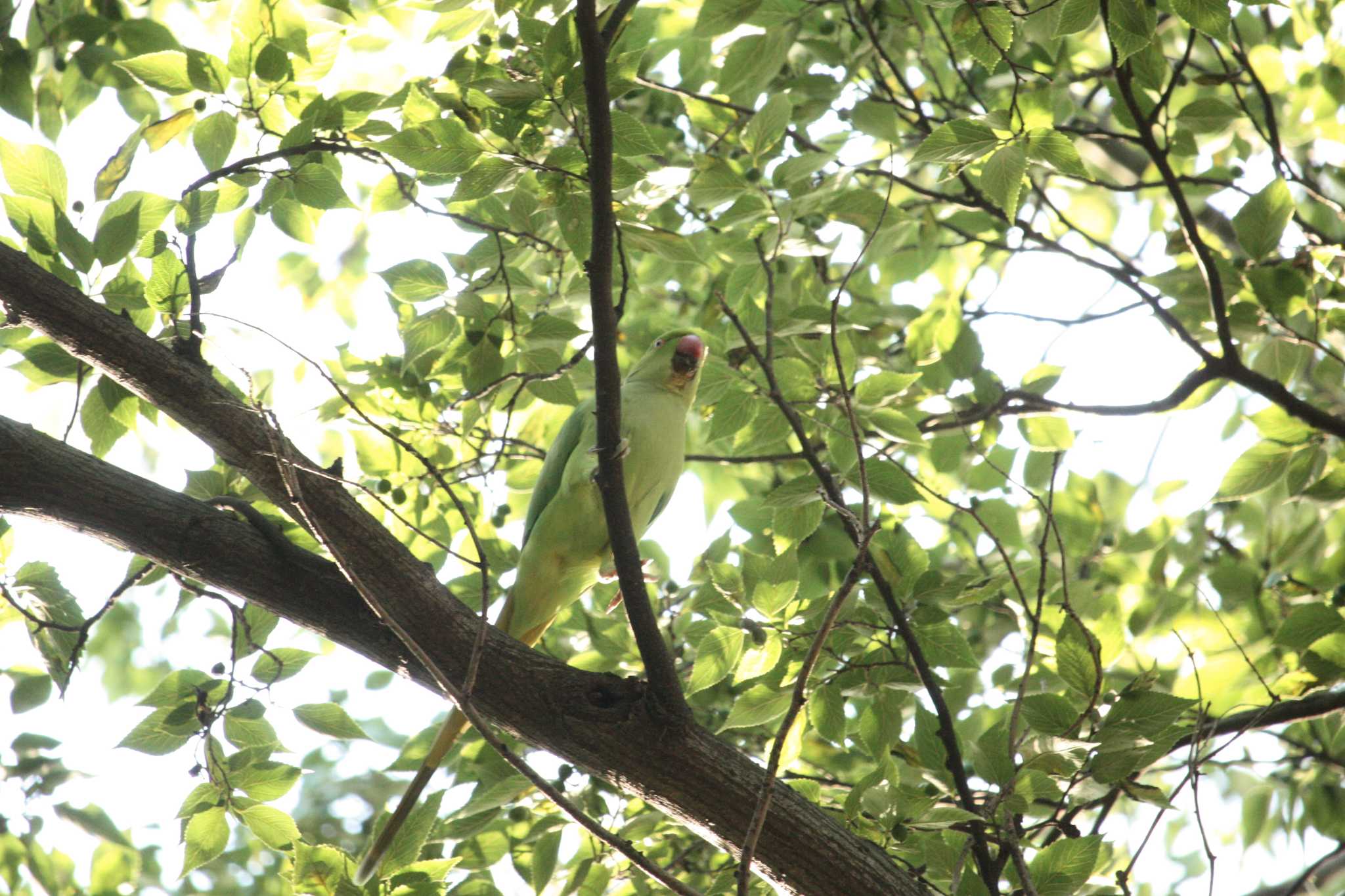 Photo of Indian Rose-necked Parakeet at 等々力渓谷 by Yuka