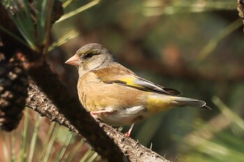 Grey-capped Greenfinch 岡山県 Sun, 2/20/2022