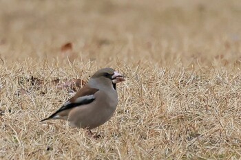 Hawfinch 岡山県 Sun, 2/20/2022