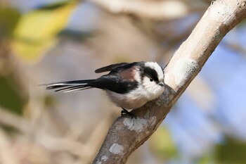 Long-tailed Tit 岡山県 Sun, 2/20/2022