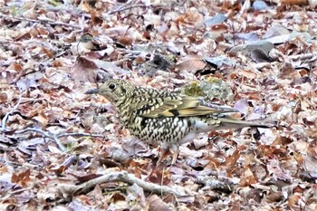 トラツグミ 箕面公園(大阪府) 2022年2月21日(月)