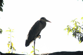 アオサギ 大宮公園 2021年10月24日(日)