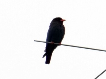 2015年5月9日(土) 天龍村の野鳥観察記録