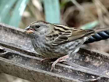 2014年11月16日(日) 名古屋市平和公園の野鳥観察記録