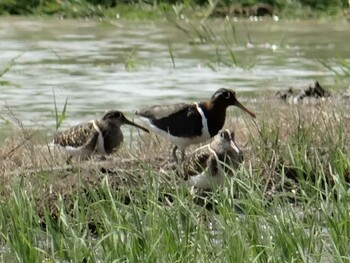 Greater Painted-snipe 三重県桑名市 Sun, 5/10/2015