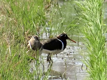 Greater Painted-snipe 三重県桑名市 Sun, 5/10/2015