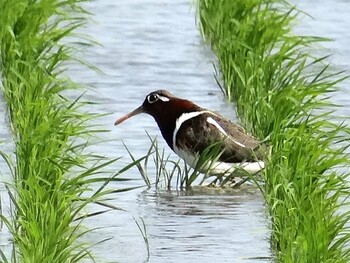 Greater Painted-snipe 三重県桑名市 Sun, 5/10/2015